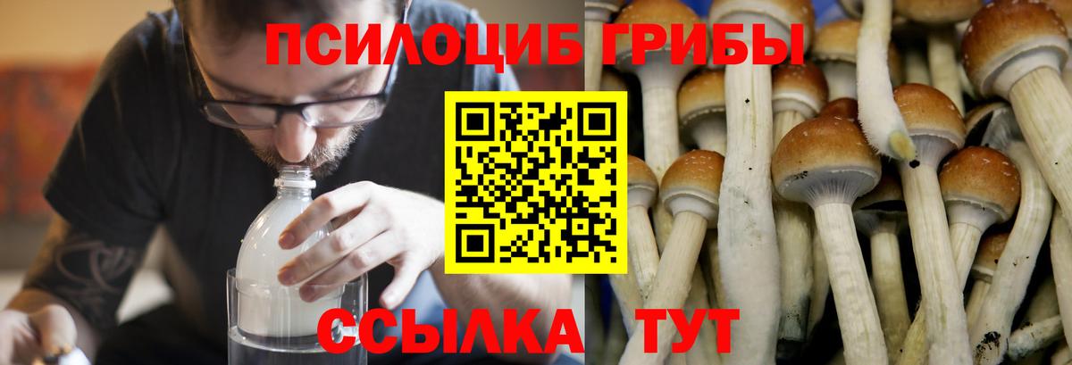 Унеча  Псилоцибиновые грибы мицелий  Вход с VPN 